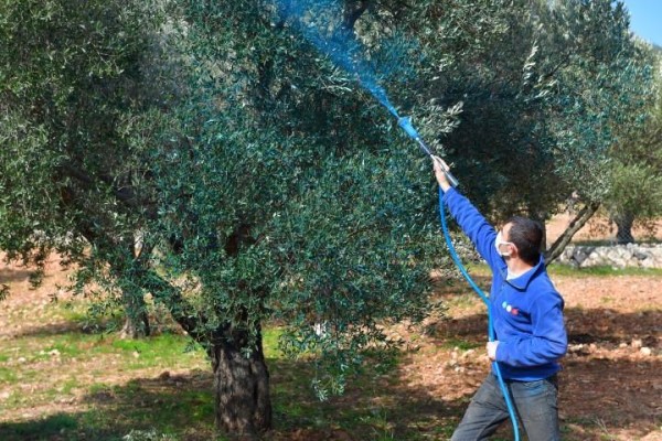 Zeytin üreticisine bordo bulamacı desteği