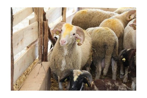 HAYVAN HIRSIZLARI YAKALANDI