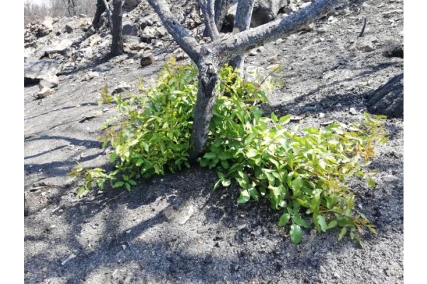 “BİR FİDAN BİR DÜNYA” KAMPANYASI BÜYÜYOR