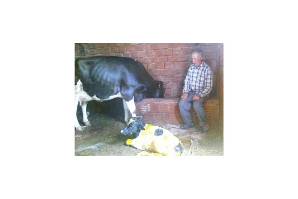 Ağıldan ineklerini çaldılar