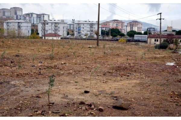 BİN ADET ZEYTİN FİDANI TOPRAKLA BULUŞTURULDU