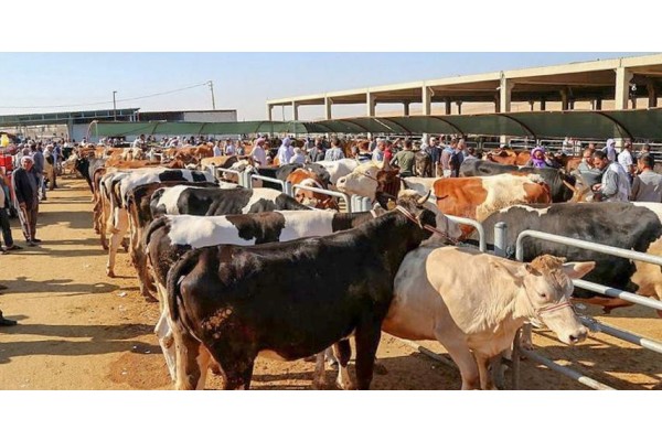 KURBAN KESİMİ RANDEVU SİSTEMİYLE YAPILACAK