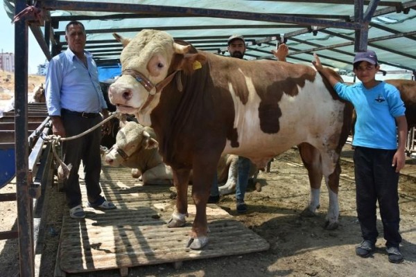 KURBANLIKLAR ALICILARINI BEKLİYOR