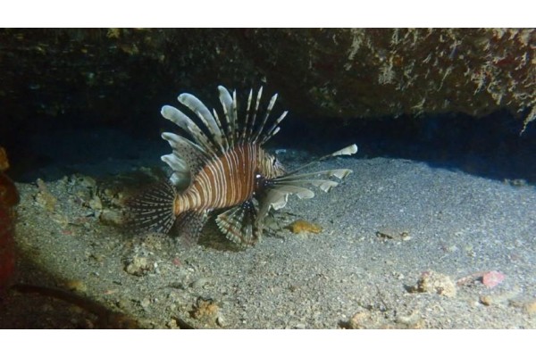 KIZILDENİZ'İN "İSTİLACISI" EGE'DE DE YAYILIYOR