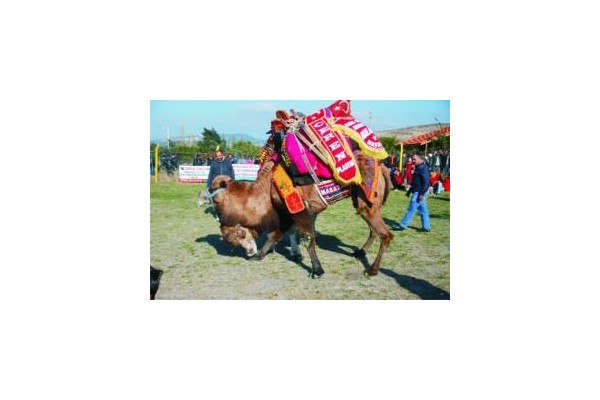 DEVELER  KIRAN KIRANA