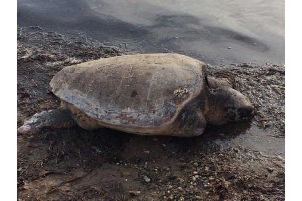 YENİ ŞAKRAN SAHİLİNDE ÖLÜ CARETTA CARETTA BULUNDU