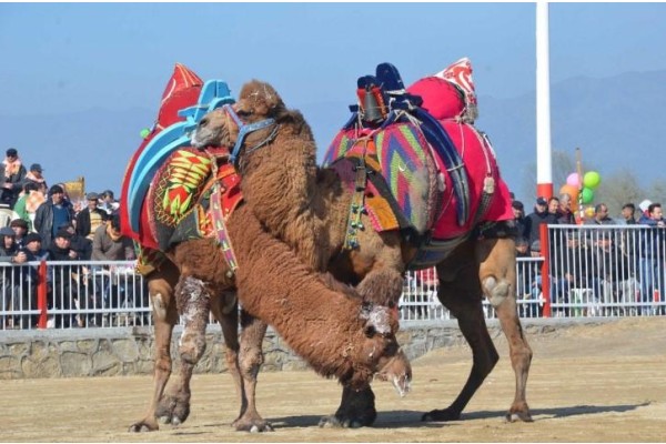 HELVACI’DA DEVE GÜREŞLERİ YAPILACAK