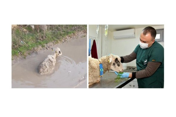 BATAKLIĞA SAPLANAN KOYUN KURTARILDI