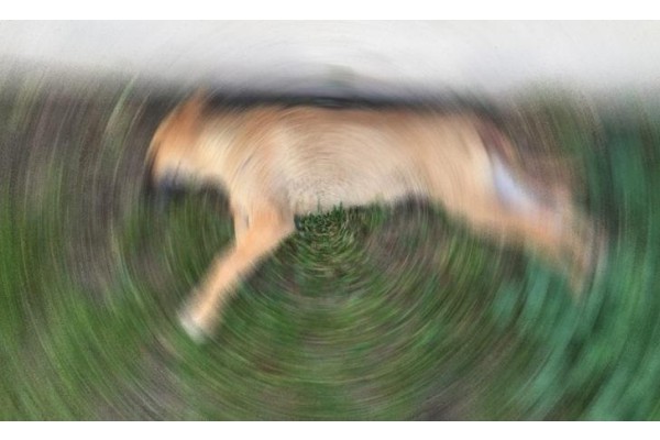 SANAYİDE KÖPEĞE TECAVÜZ İDDİASI