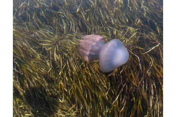 ALİAĞA SAHİLLERİNDE ‘MAVİ DENİZANASI’ TEHLİKESİ