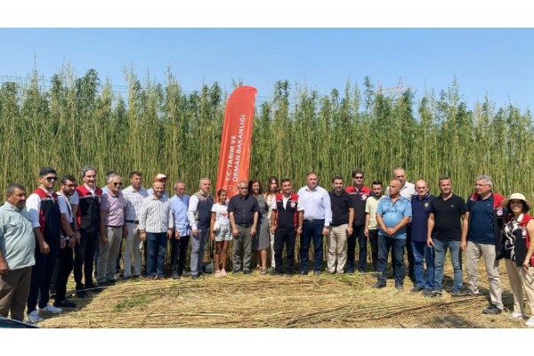 Helvacı’da kenevir hasadı