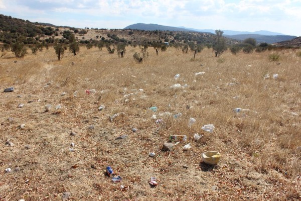 50. YIL ZEYTİNLİĞİ KADERİNE TERK EDİLDİ