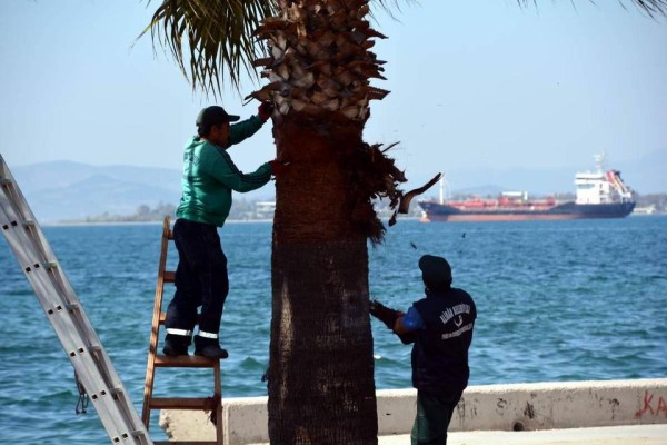 PALMİYELERE BAHAR BAKIMI