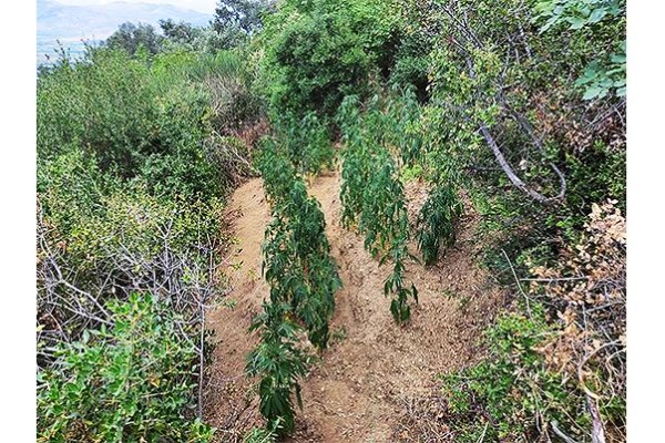 Uyuşturucu operasyonlarında 25 şüpheli yakalandı