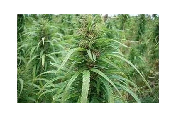 JANDARMADAN BAŞARILI BİR OPERASYON DAHA