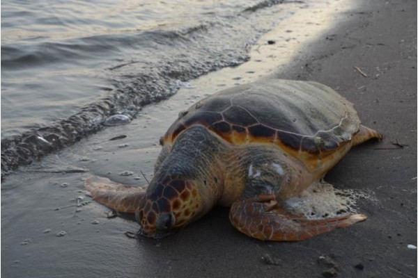 SAHİLDE ÖLÜ CARETTA CARETTA BULUNDU