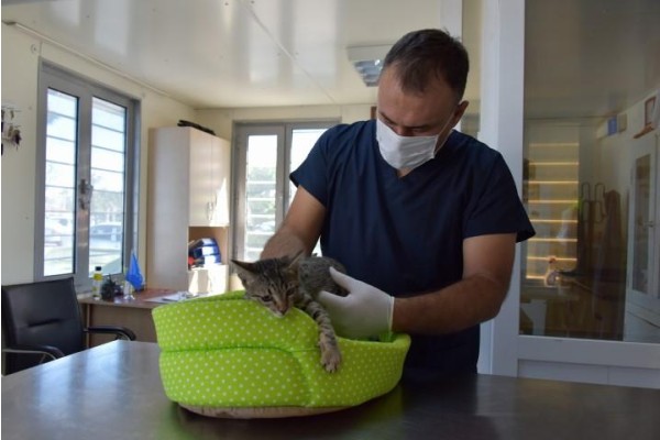 4 BİN 72 HAYVANIN BAKIMI YAPILDI