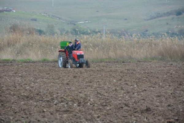 YEM İHTİYACI EKİLEN BİTKİLERLE KARŞILANACAK