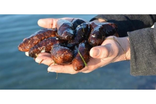 YARIM TON DENİZ PATLICANI ELE GEÇİRİLDİ