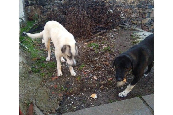 AÇ KALAN KÖPEKLER SÜRÜLERE SALDIRIYOR