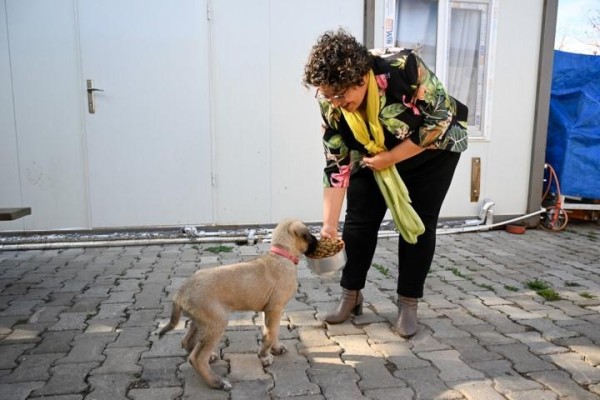 Sinekten köpek maması ürettiler