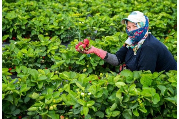 Çilekler erken olgunlaştı