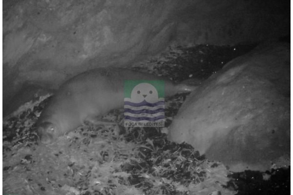 FOÇA FOKLARI ‘FOTO-KAPAN’A GÜLÜMSÜYOR