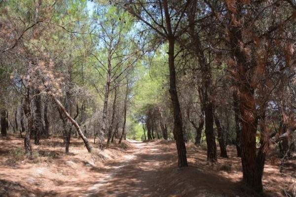 Ormanlık alanlara girişler yasaklandı