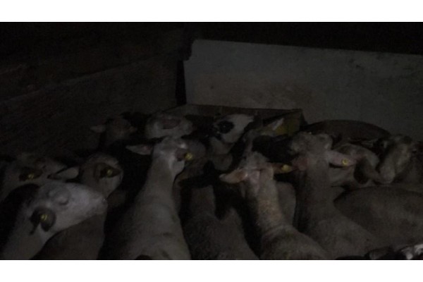 HAYVAN HIRSIZLARINA SUÇÜSTÜ