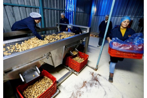 KURU İNCİRE MOR IŞIKLI KONTROL