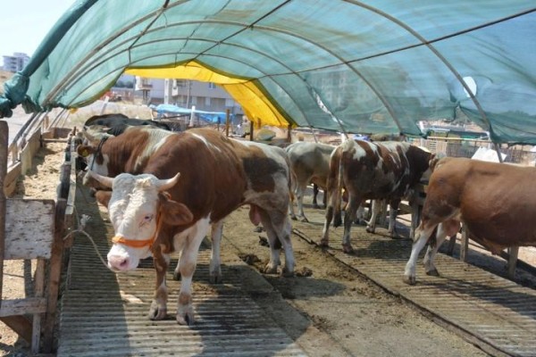 KURBANLIK SEÇİMİNDE DİKKAT EDİLMESİ GEREKENLER