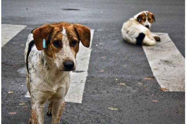 10 soruda sahipsiz hayvanlara yönelik düzenleme