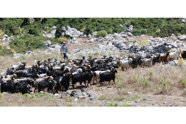 KARABURUN KIRKIM FESTİVALİ 9 TEMMUZ’DA