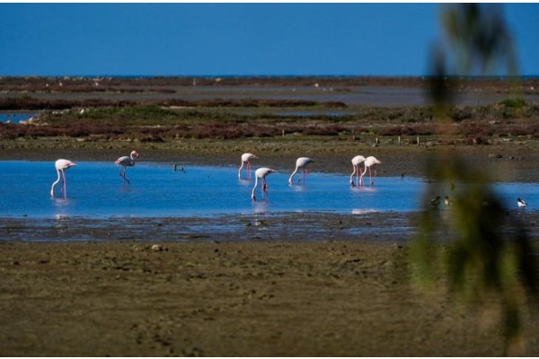 Gediz Deltası kuraklık tehdidi altında