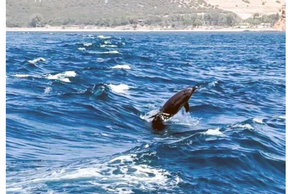 Yunuslar tekneye eşlik etti