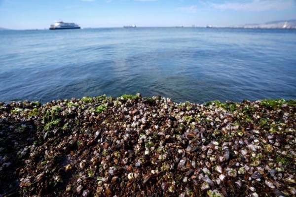 Körfezdeki kirliliğe midye çözümü