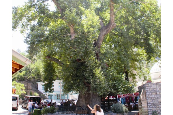 ASIRLIK ÇINARIN HİKAYESİ DÜNYAYI GEZİYOR