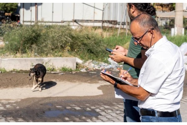 Sahipsiz köpekler sayılıyor