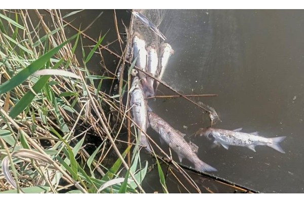 Güzelhisar Çayı’nda balık ölümleri!