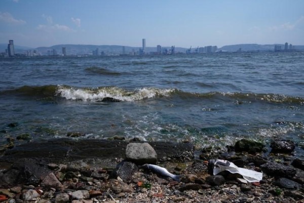 Körfezde balık tutmak yasaklandı