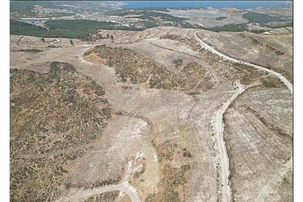 Yanan ormana 1 milyon fidan