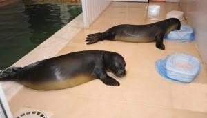 Yavru foklar Foça’da mutlu